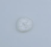 BURRATA VASO 60g 1KG (BANDEJA 17 PIEZAS APROX)